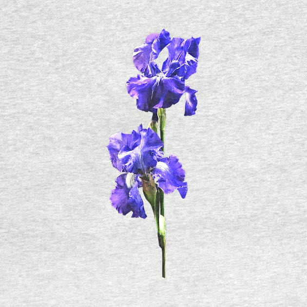 Iris - Purple Iris Pair by SusanSavad